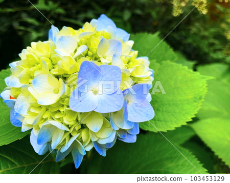 五顏六色的繡球花盛開 103453129