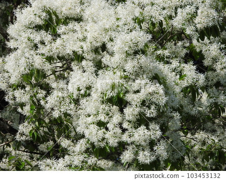 "Nanja Monja" flowers in full bloom "Nanja Monja" flowers in full bloom 103453132