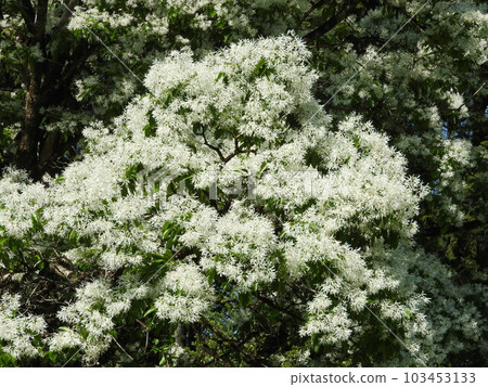 "Nanja Monja" flowers in full bloom "Nanja Monja" flowers in full bloom 103453133