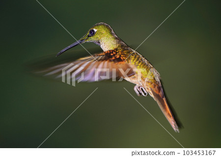 盤旋的 Chumneteri 蜂鳥 103453167