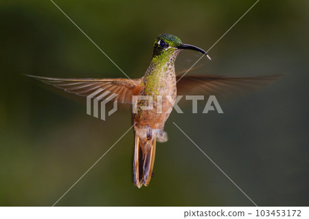 Hovering Chumneteri Hummingbird Hovering Chumneteri Hummingbird 103453172