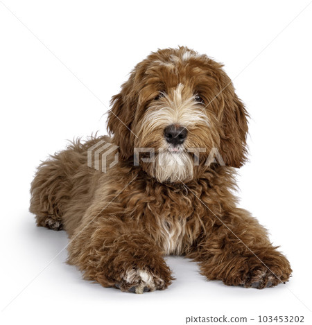 Red Labradoodle dog on white background Red Labradoodle dog on white background 103453202