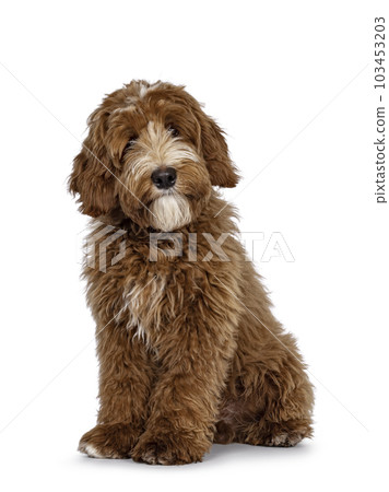 Red Labradoodle dog on white background Red Labradoodle dog on white background 103453203