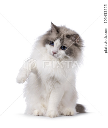 Ragdoll cat on white background 103453225