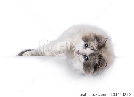 Ragdoll cat on white background 103453230