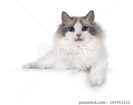 Ragdoll cat on white background Ragdoll cat on white background 103453231