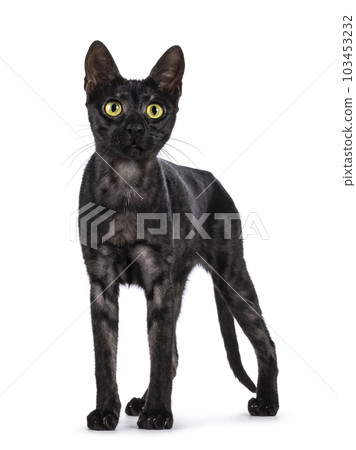 Savannah f6 cat on white background 103453232