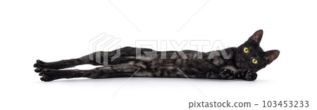 Savannah f6 cat on white background 103453233