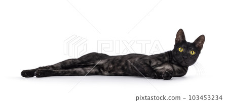 Savannah f6 cat on white background 103453234