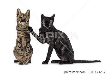 Savannah f6 cat on white background Savannah f6 cat on white background 103453237