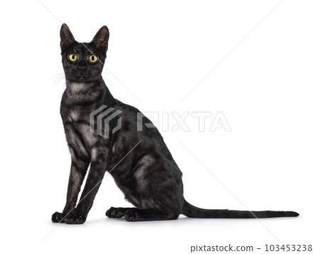 Savannah f6 cat on white background 103453238