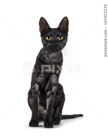 Savannah f6 cat on white background Savannah f6 cat on white background 103453239