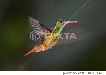 Hovering High Rose Emerald Hummingbird Hovering High Rose Emerald Hummingbird 103453323