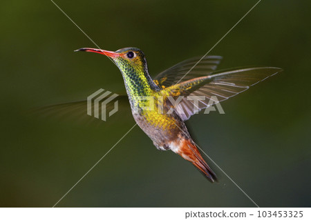 Hovering High Rose Emerald Hummingbird Hovering High Rose Emerald Hummingbird 103453325