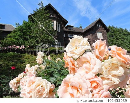 Roses and Western-style houses 103453989