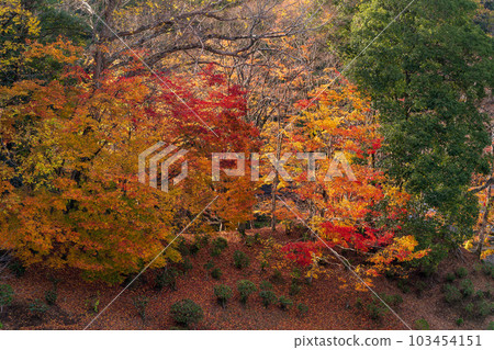 Autumn foliage scenery around Oka Castle Ruins (Taketa City, Oita Prefecture) Autumn foliage scenery around Oka Castle Ruins (Taketa City, Oita Prefecture) 103454151