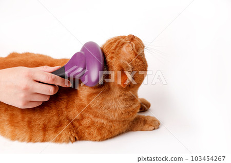 Woman combing a red british cat on white background. Cat Grooming Woman combing a red british cat on white background. Cat Grooming 103454267