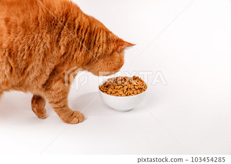 Cat eating out of bowl on white background 103454285