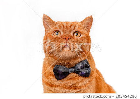Close-up portrait of cute red cat in bow tie on a white background 103454286