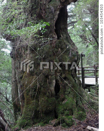 Cedar of Yakushima 007 103454303