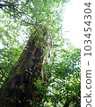 Cedar of Yakushima 008 103454304