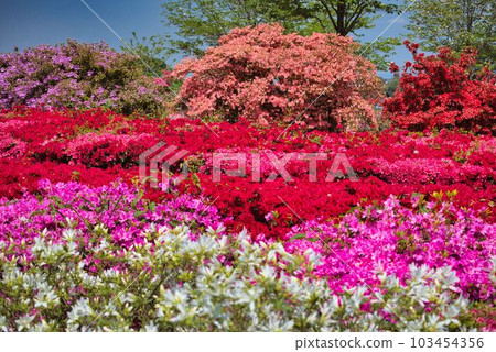 色彩繽紛的杜鵑花園 色彩繽紛的杜鵑花園 103454356