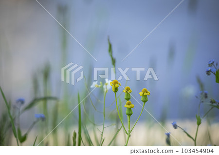 Tiny yellow and blue flowers closed and open with long grass on blue water background Tiny yellow and blue flowers closed and open with long grass on blue water background 103454904