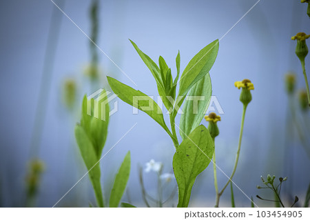 Green leafy plant between closed buds of yellow flowers on blue water background 103454905