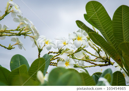 White Frangipani flower Plumeria alba with green leaves 103454985