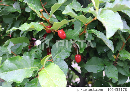 膠粘的樹 103455178