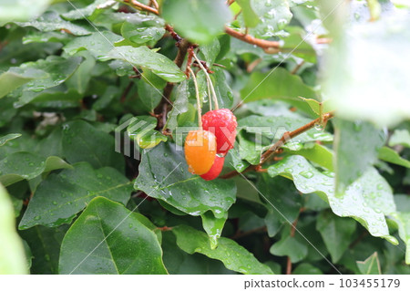 Gummy tree 103455179