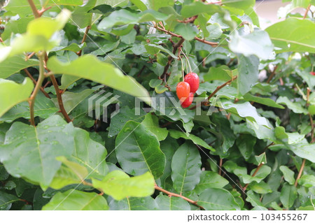 組木 組木 103455267