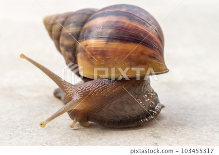 big helix snail on concrete floor close up 103455317