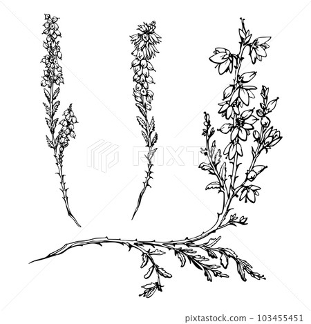 Ink hand drawn vector sketch of isolated object. Heather in bloom, shrub plant branches with flowers, buds and leaves, nature. Design for tourism, travel, brochure, wedding, guide, print, card, tattoo Ink hand drawn vector sketch of isolated object. Heather in bloom, shrub plant branches with flowers, buds and leaves, nature. Design for tourism, travel, brochure, wedding, guide, print, card, tattoo 103455451