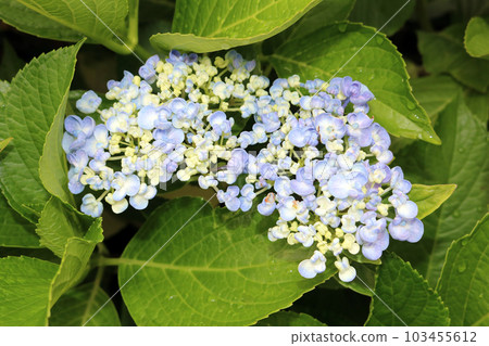  hydrangea 103455612