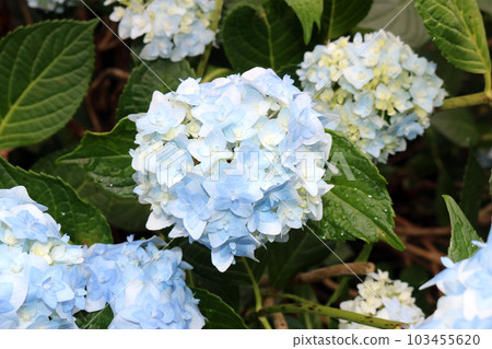 hydrangea hydrangea 103455620