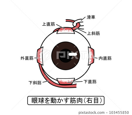 移動眼睛的肌肉 移動眼睛的肌肉 103455850