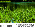 Morning scenery of the lakeside in early summer 103455856