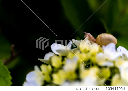 雨季繡球花和蝸牛的形象 103455934
