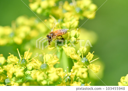Honey bee Honey bee 103455948