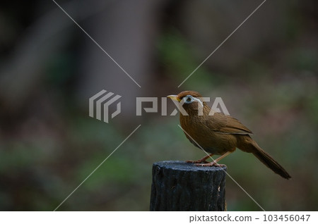 笑蝶，一種棲息在公園和森林中的入侵物種 103456047