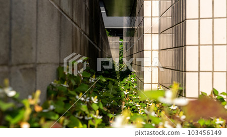 Dokudami Concrete Planting in an Apartment ⑥ 103456149