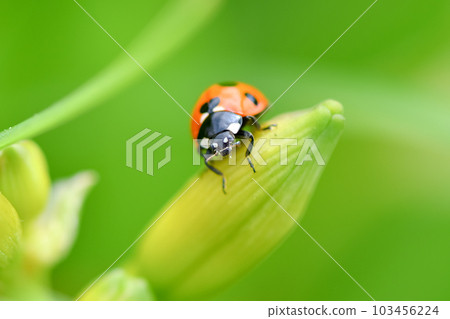 Nana Hoshi Tentou Nana Hoshi Tentou 103456224