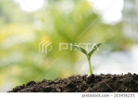 Small growing plant sprout growing Small growing plant sprout growing 103456235