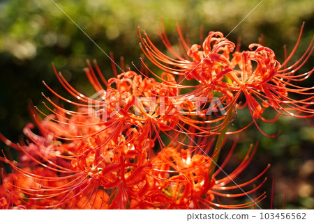 Manju shage，紅花，秋天，石蒜科，群孤挺花，Gongendo，公園，一側， 103456562