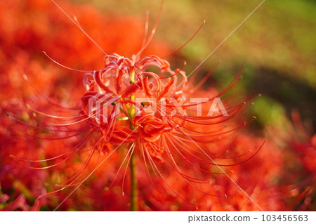 Manju shage，紅花，秋天，石蒜科，群孤挺花，Gongendo，公園，一側， 103456563