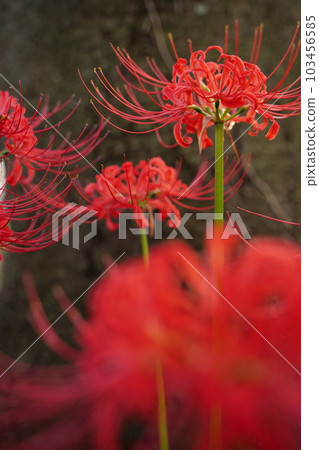 Manju shage, red flower, autumn, amaryllidaceae, cluster amaryllis, Gongendo, park, one side, 103456585