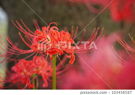 Manju shage, red flower, autumn, amaryllidaceae, cluster amaryllis, Gongendo, park, one side, 103456587