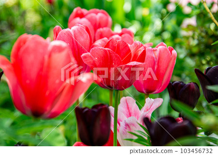 Tulip Tulip 103456732