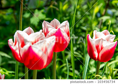 Tulip Tulip 103456734